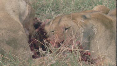 lioness gnawing at a bloody carcass