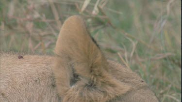 Lioness ears