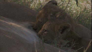 Two Lion suckle on mother
