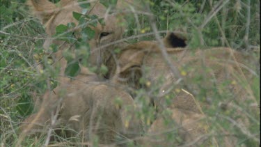 Lioness plays with behind foliage and interacts with another lioness. She show her teeth communication.