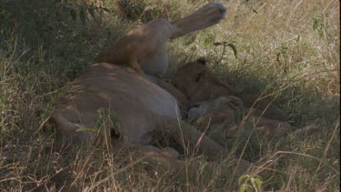 Lion suckle on mother