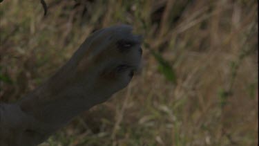 lioness paw propped up against grassy background