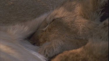 lion baby nestling with mother asleep