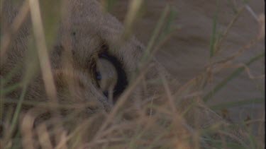 Lioness eye hidden in long grass, props up head and lies down again