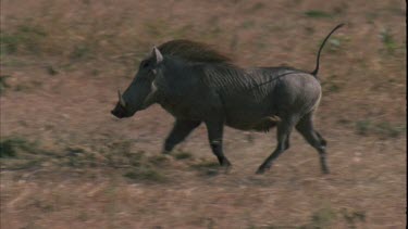 Warthog runs right to left through savannah grasslands