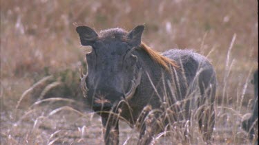 Warthog stands looking at camera, grass in foreground