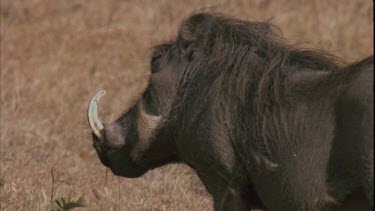 Warthog stands facing away from camera munching, ears flap