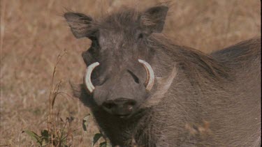 Warthog stands facing camera then walks out of frame left