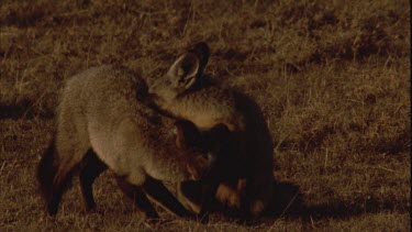 Two bat eared foxes grooming each other then turn to face camera