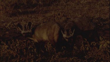 Two bat eared foxes forage in the ground