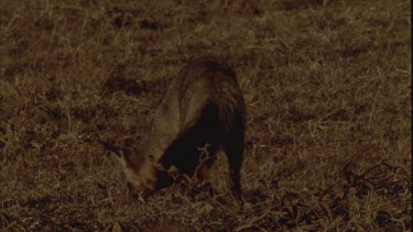 Bat eared fox runs from left to right and out of frame