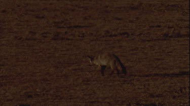 Bat eared fox, foraging and walking