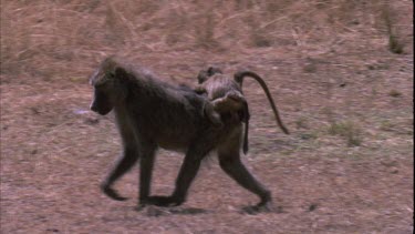 Track on baboon with baby clinging on to mother walks right to left and out of shot