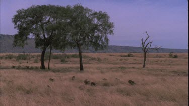 Baboons in long grass with trees and hills in background