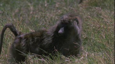 Baboon yawns to camera, show teeth