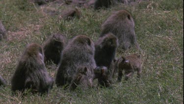 Troop of baboons and their young feeding and tussling playfully