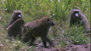 Two baboons in altercation, possibly playful, possibly the aggressive baboon wants to steal the mother's baby.