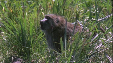 Baboon yawns a wide open yawn and then runs across long grass. Yawn is possibly aggressive body language.