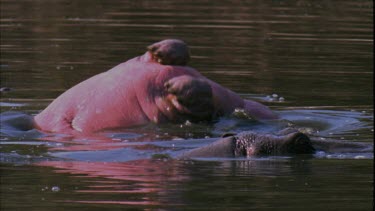 Hippo wallowing in lake showing large pink belly