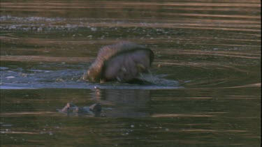 Hippo in river lets out massive yawn see teeth and jaw