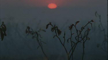 Smokey shot. Silhouetted burnt plants against setting sun. Flames leap up into frame.