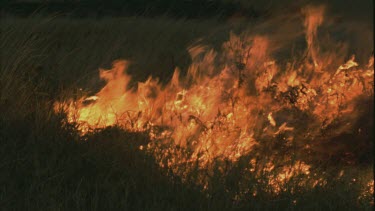 bush fire rages in long grass