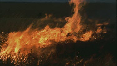 bush fire rages in long grass