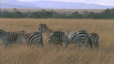 herd zebra on grasslands