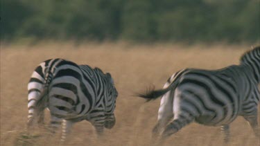 zebras on grasslands chasing each other