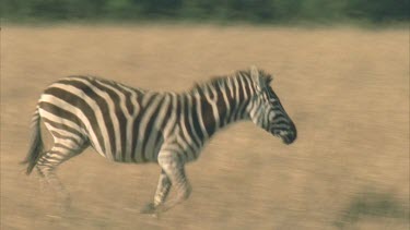 zebras on grasslands chasing each other
