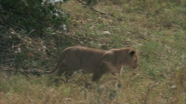 lion cub strolls alone through grass to female pride eating carcass