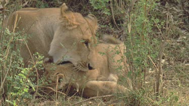 lion cub cuddles into mother plays