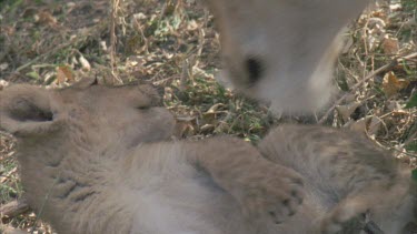 lion cub watches as mothers legs walk past