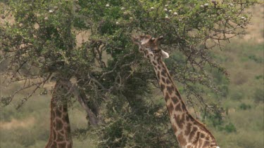 giraffe feeding on tree tops