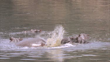 hippos in river spraying faeces
