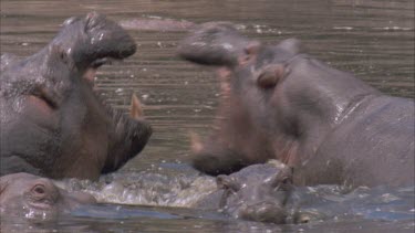 hippos in river territorial dispute mouth agape