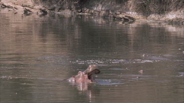 hippo yawns, mouth opening