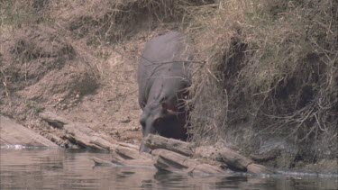 hippo dives into river
