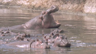 hippo yawns, mouth opening other young ones around snorting