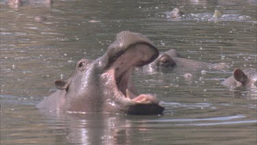 hippo yawns, mouth opening