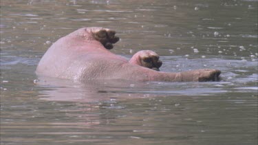 young hippo tries to roll over in water