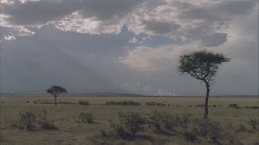 dramatic shafts of light over African savannah clouds storm approaching