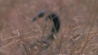 buffalo horn carcass in grass lands