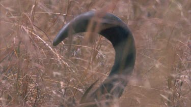 buffalo horn carcass in grass lands