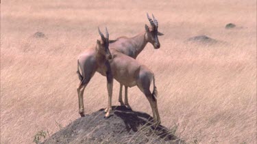 pair topi atop old termite mound