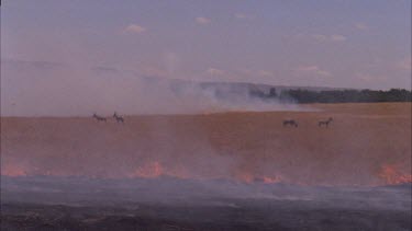 Animals trapped between flames