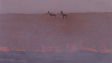 Animals topi trapped between flames