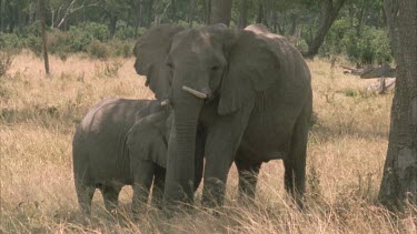 elephant female and calf under tree slight twisted tusk