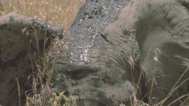 young elephant kneel down in mud bathe ears muddy
