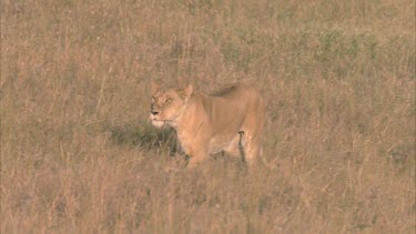 lioness runs through grasslands